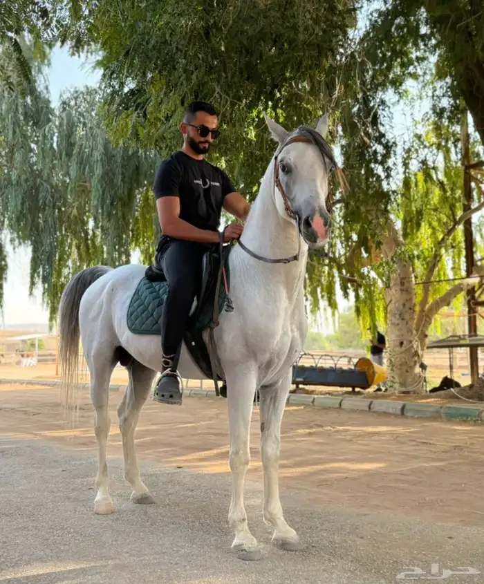 معلم فروسيه 2