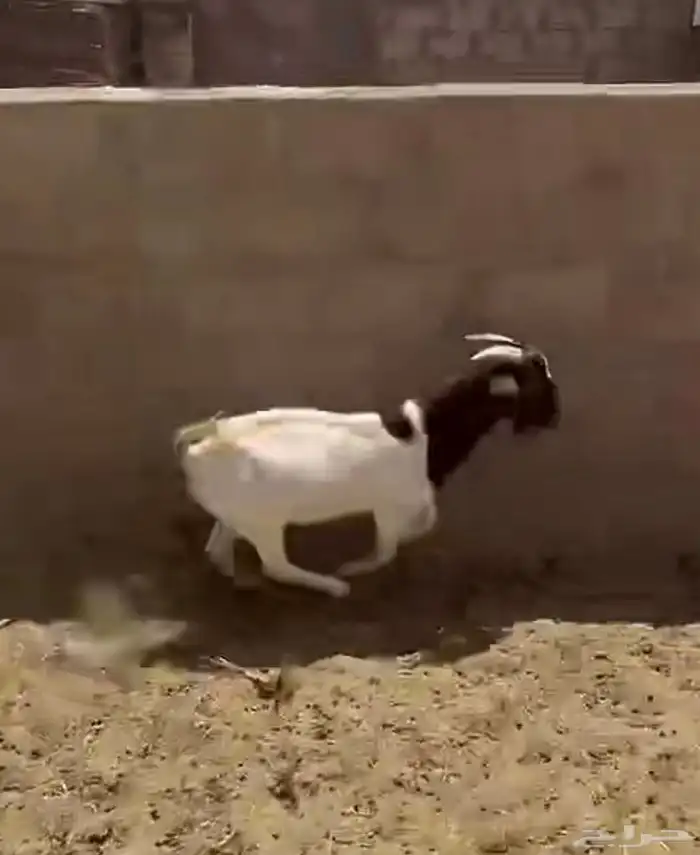 بورقت 0