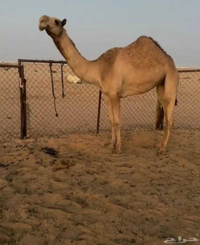 بكره حقه شعلا كفو. 3