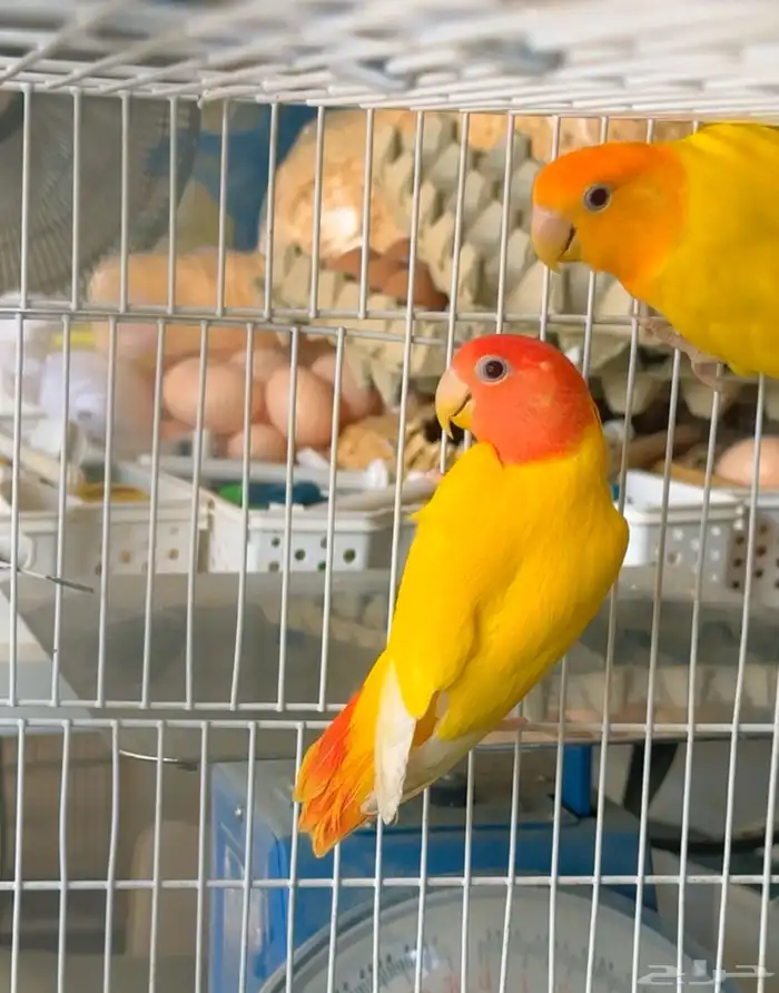 روز اورنج اوبلاين فاخر 1