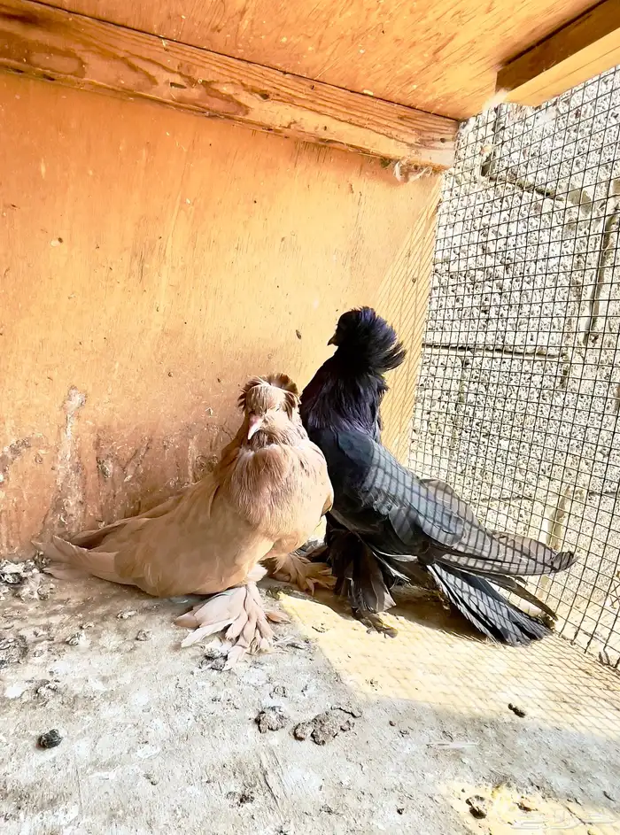 حمام عراقي زوج وأولاده 0