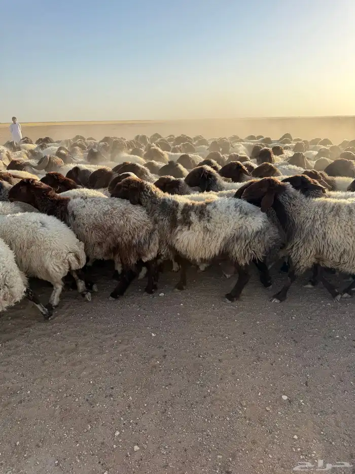 نعيم مراح 4