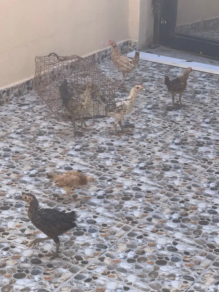 دجاج للبيع العمر شهر ونص 1