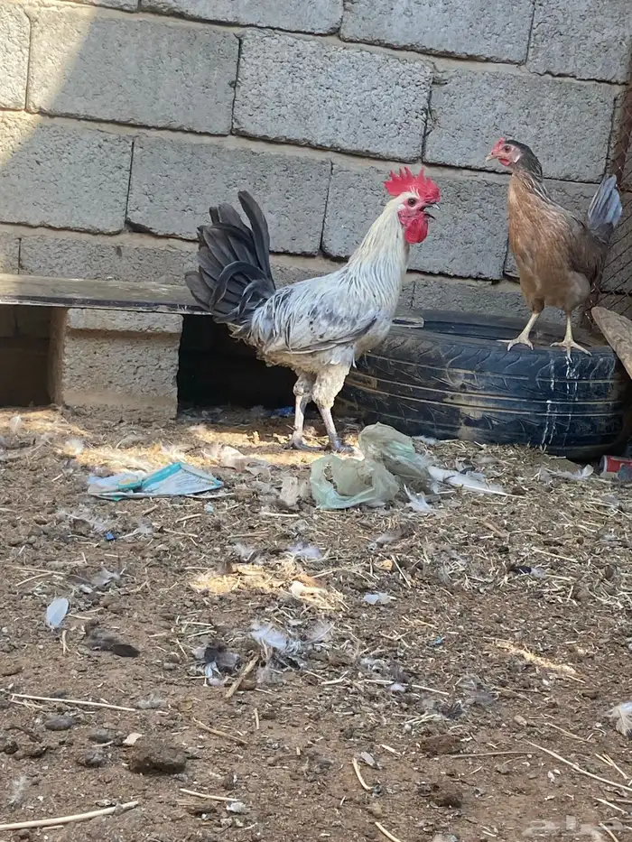 ماشاءالله ديك بلدي 0
