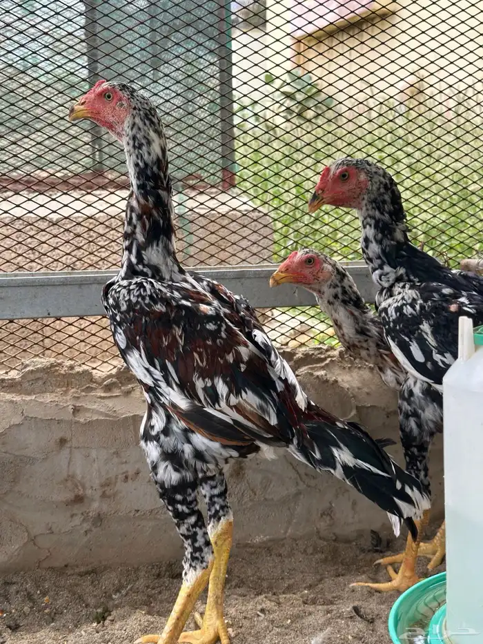 دجاج سندي 3