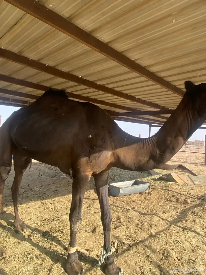 بعير منتج 0