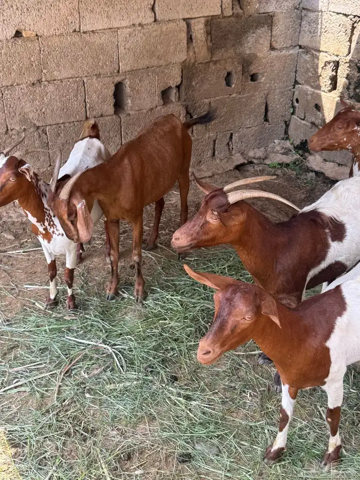 13 راس غنم للبيع محايل 0