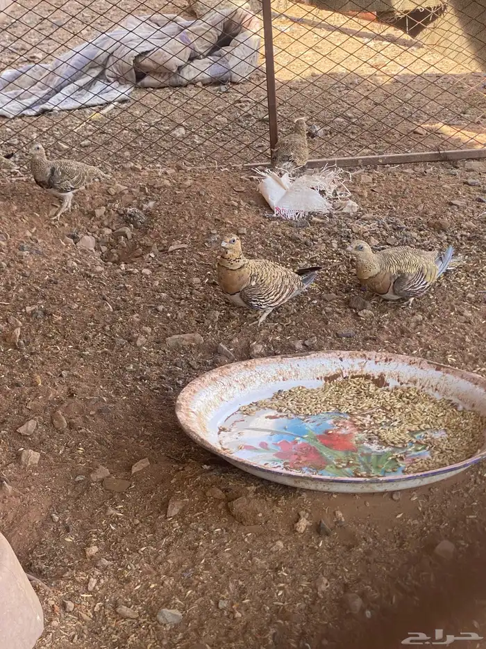 جنوب حايل الروضه 0