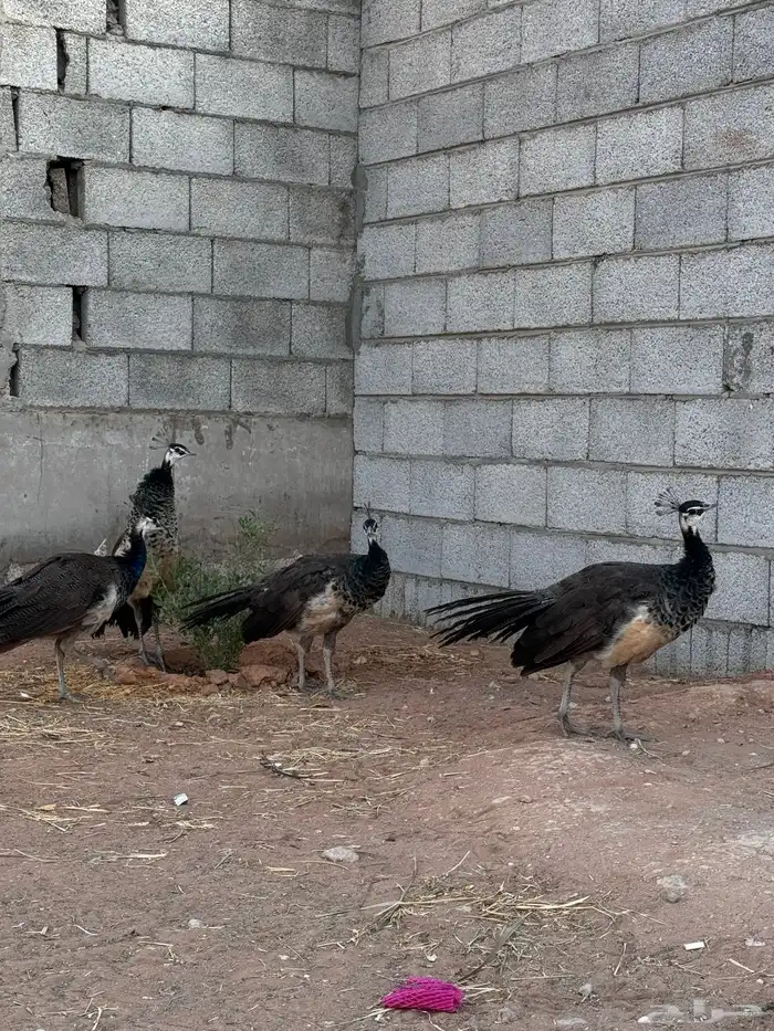 طاؤوس هندي حامل جين ابيض 3