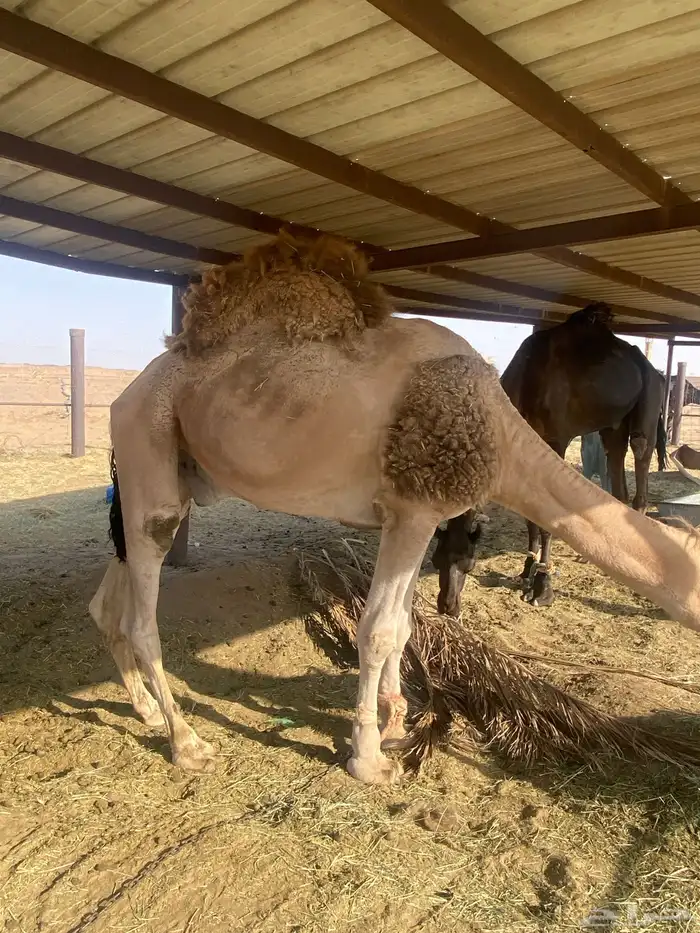بعير فحل 0