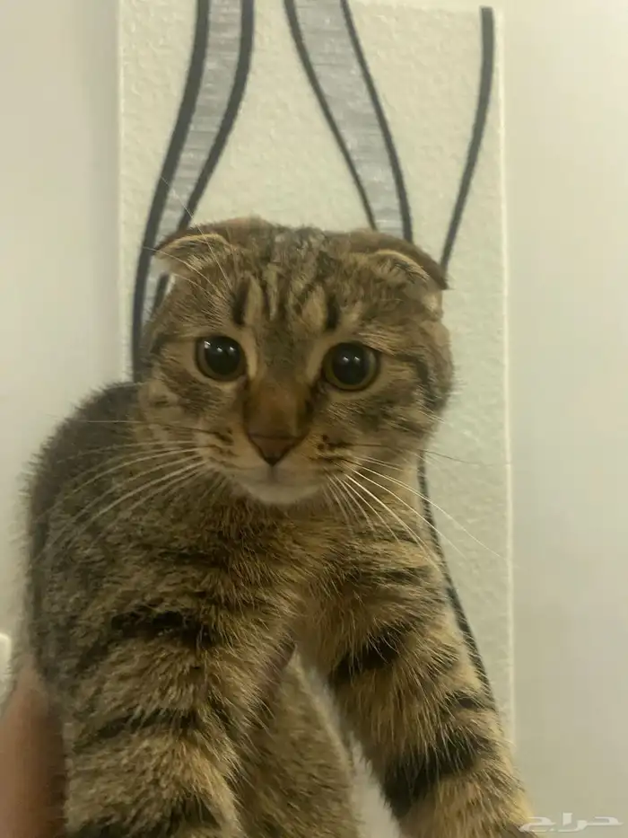 قطط 0