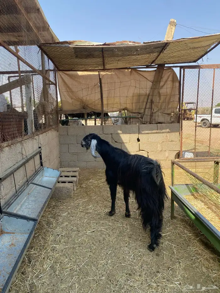 تيس فحل مشروط 1