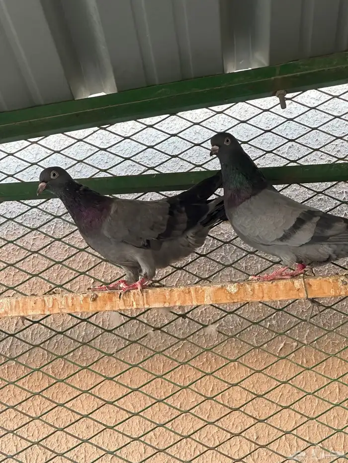 اجواز قطايف 5
