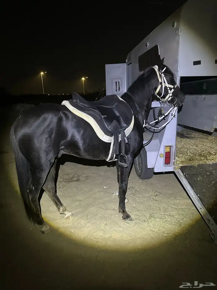عربه نقل خيل 3