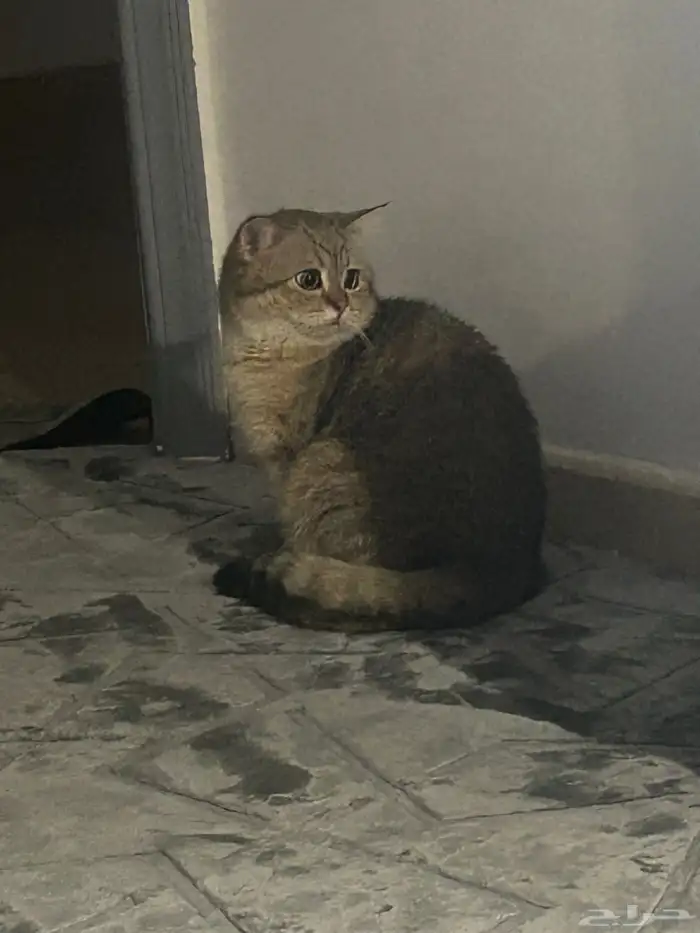 قط سكوتش ذكر بيور 7
