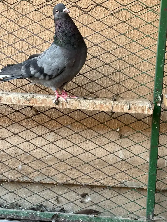 اجواز قطايف 2