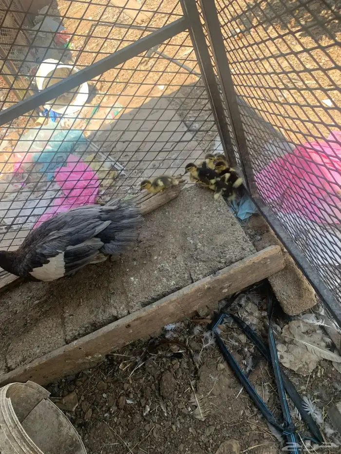 بطة مع فروخها 6