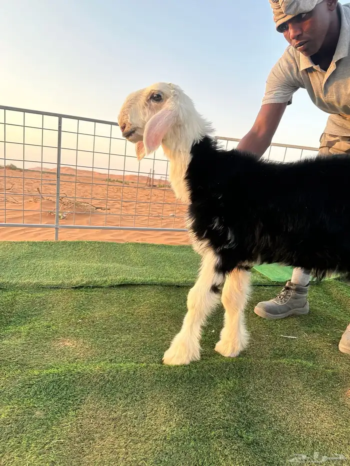 طلي نجدي مشروع فحل 1