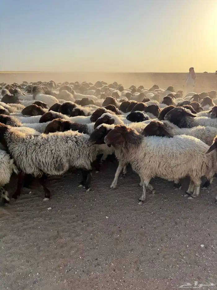 نعيم مراح 0