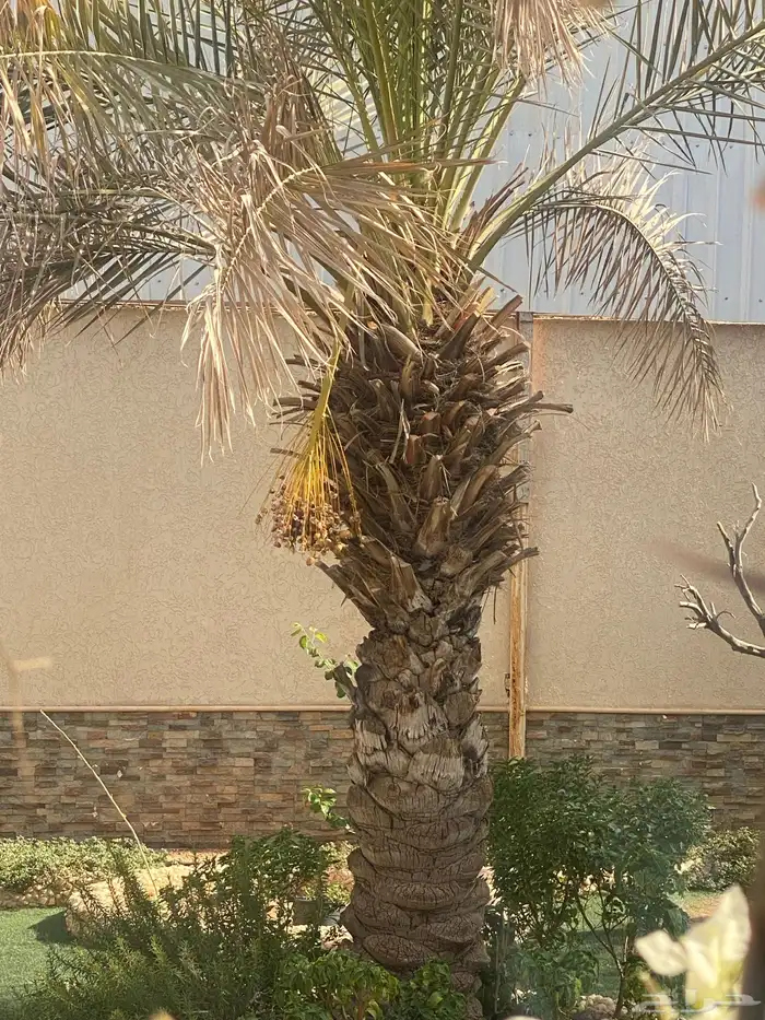 نخلة برحي 0