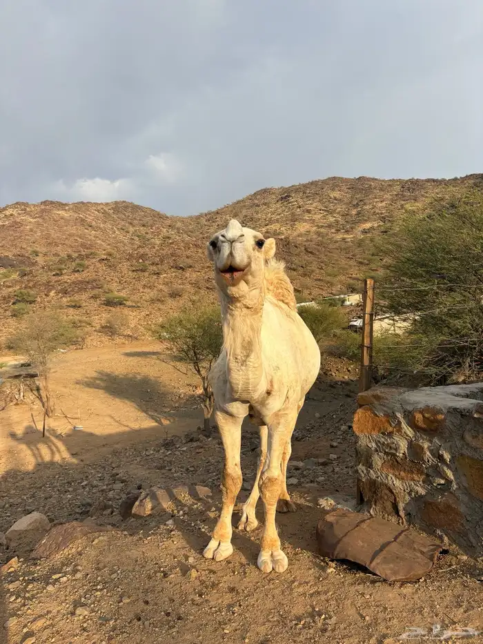 جمل اوضح كفوو 3