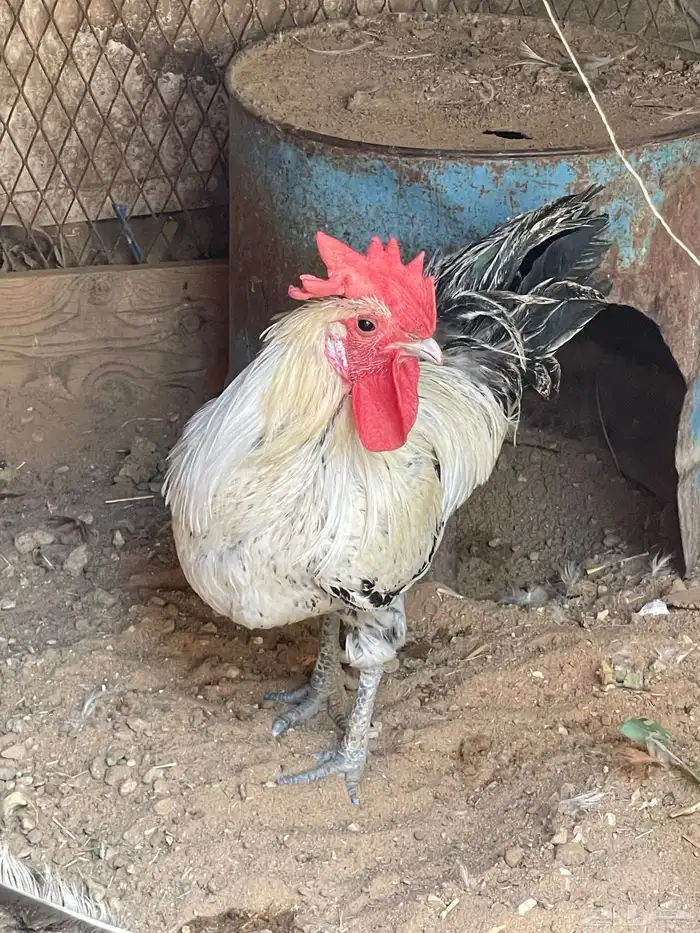 ديك بلدي للبيع 1
