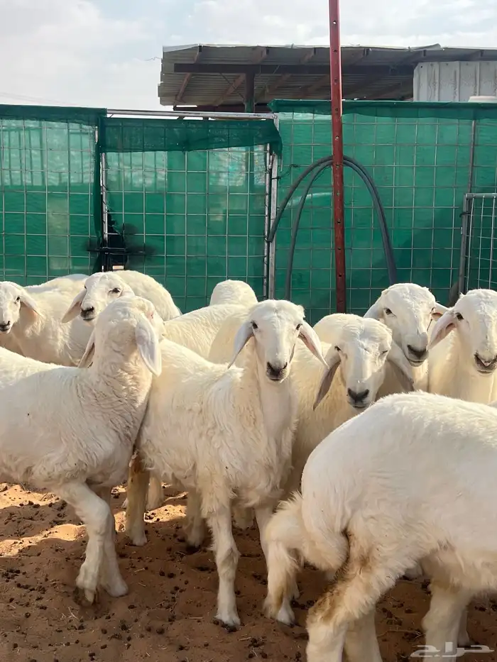 رخال حريات نوادر 0