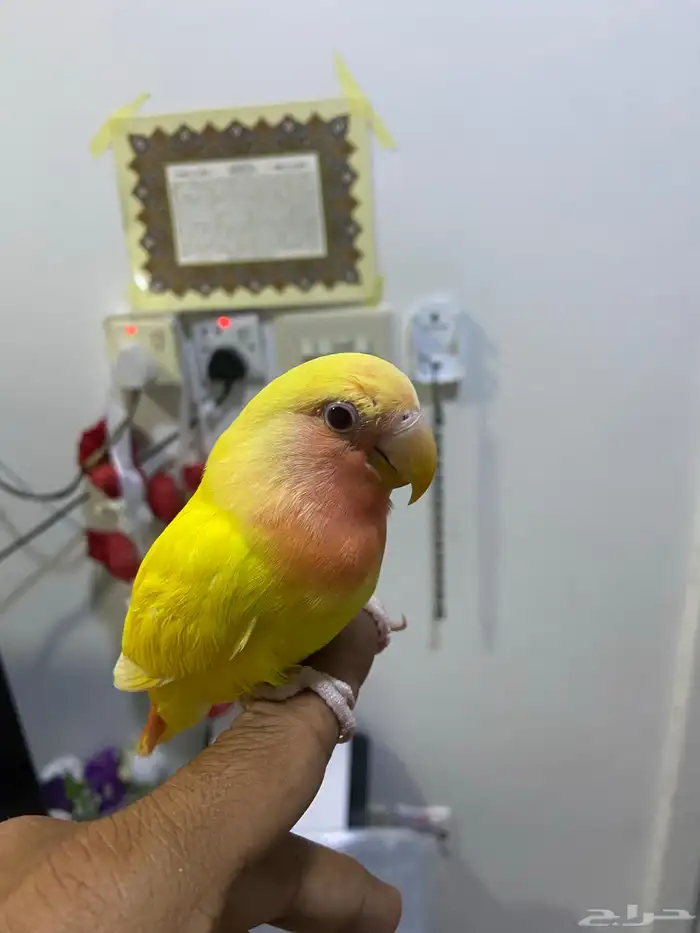 روز تربية 0