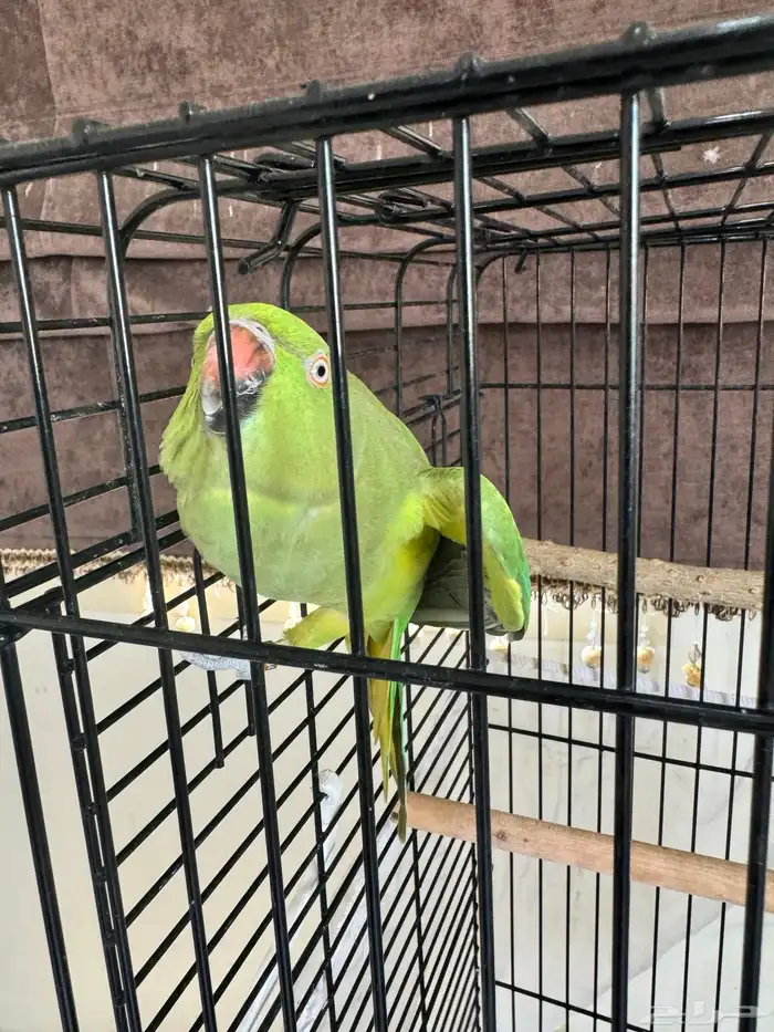 بغبغاء ذره 0