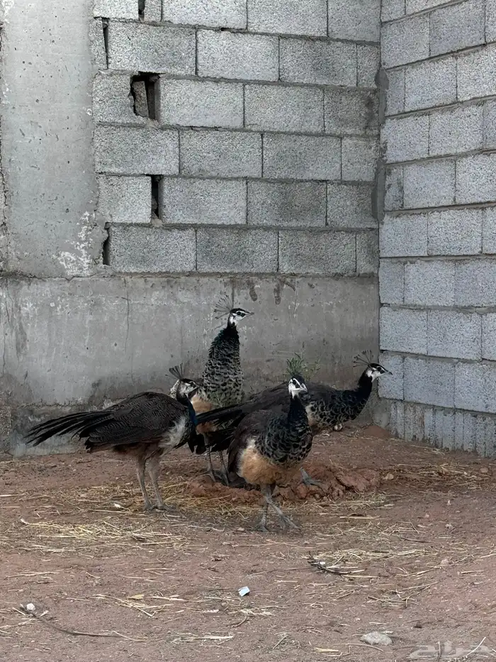طاؤوس هندي حامل جين ابيض 2