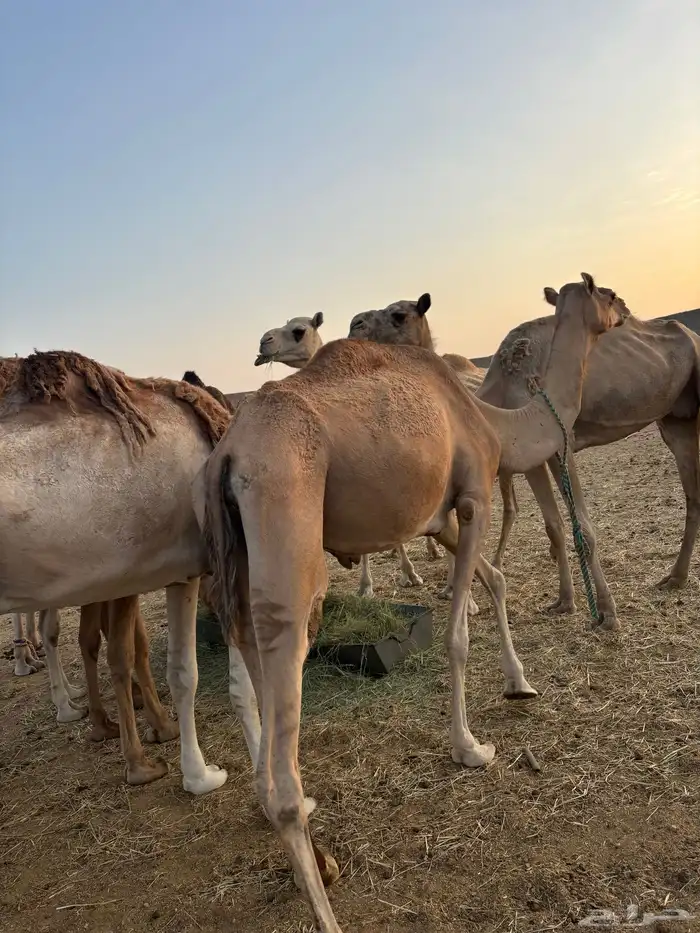 هجن 2