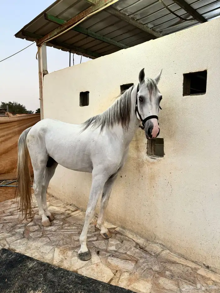 حصان جزيري 2