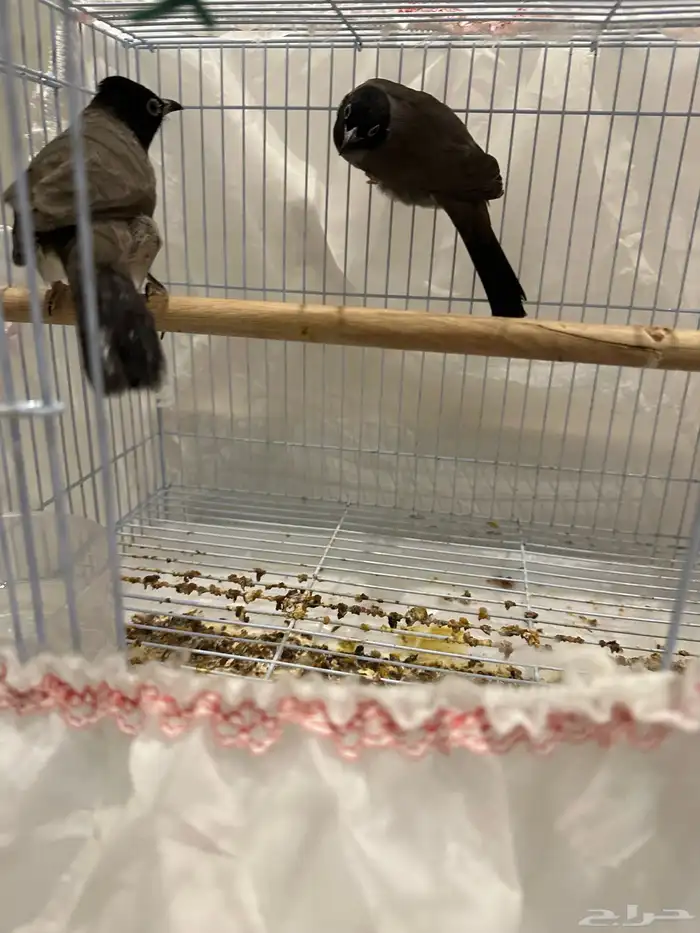 نغاري وليفه 8