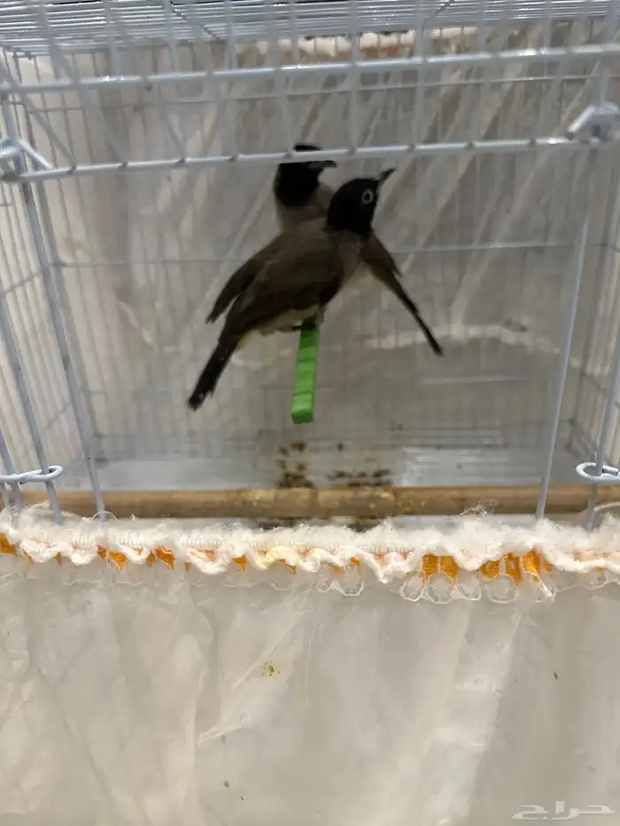 نغاري وليفه 3