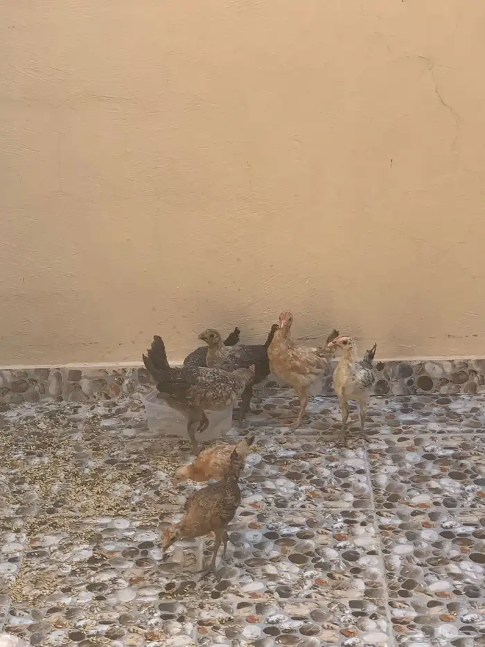 دجاج للبيع العمر شهر ونص 0