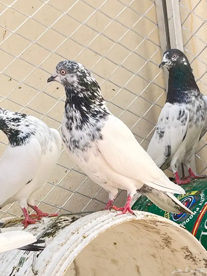 حمام باكستاني 11
