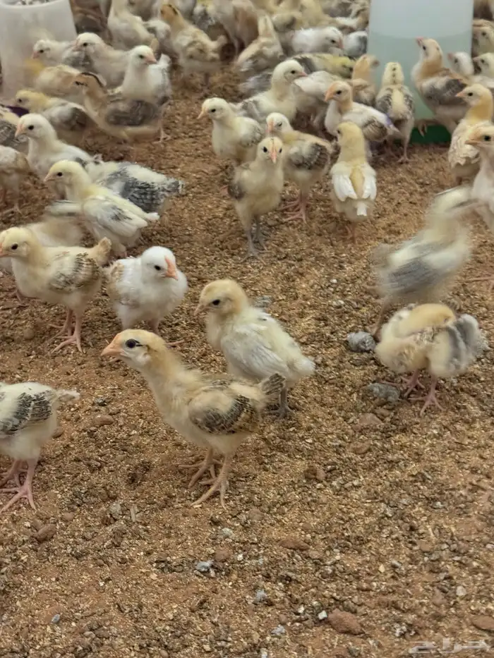 للبيع صوص بلدي وبيض بلدي 11