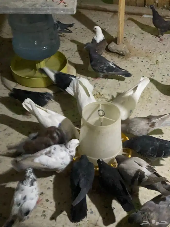 حمام للبيع على السوم 3