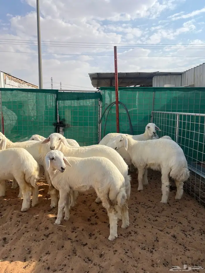 رخال حريات نوادر 4