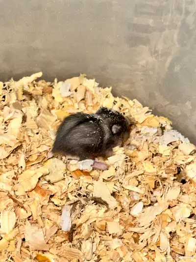 ونتر وايت دوارف هامستر winter white dwarf hamster index