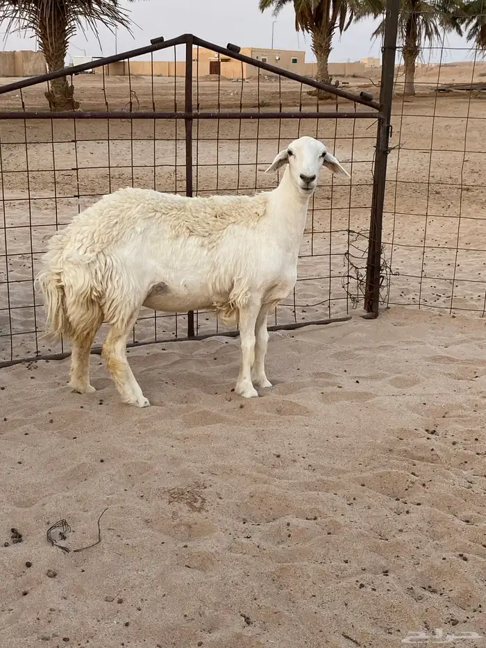 رخل ثنيه للبيع 1