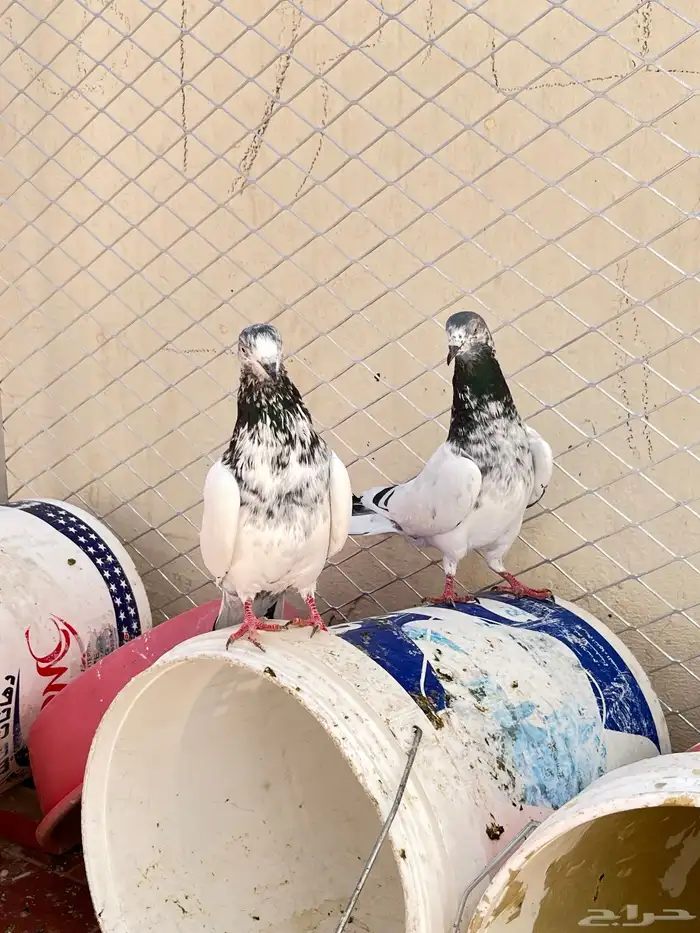 حمام باكستاني 9
