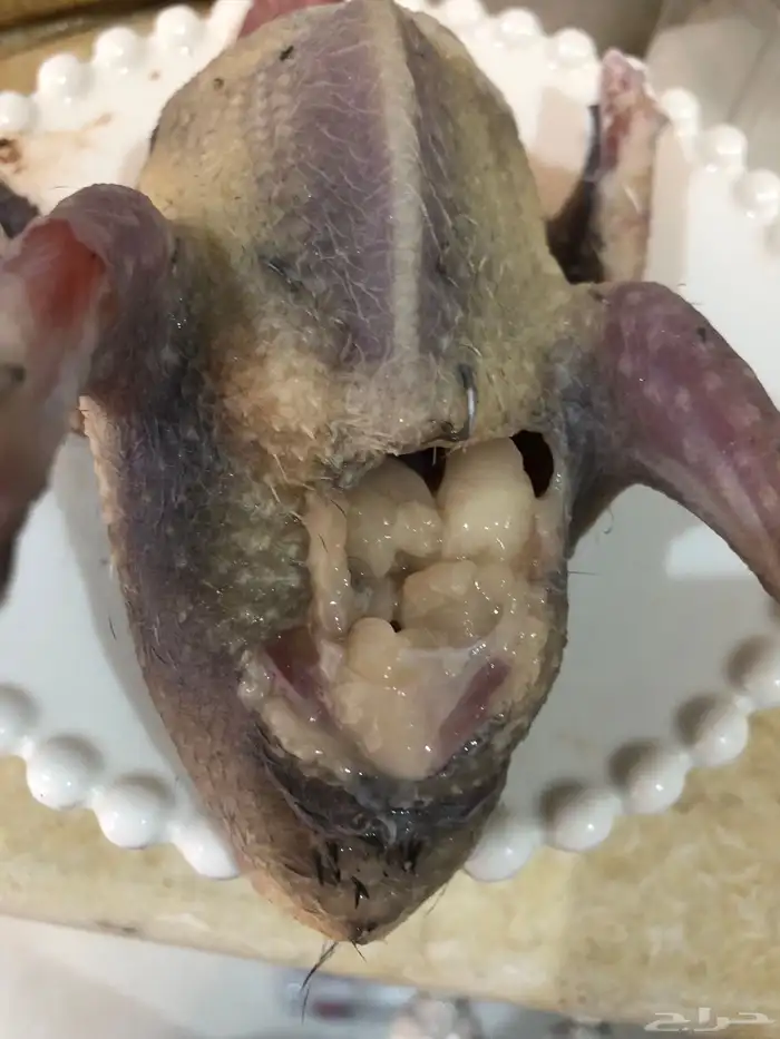 فروخ حمام طيبه 3