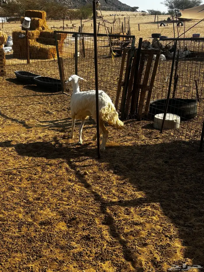 الشميسي طريق الخواجات 1