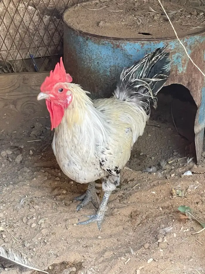 ديك بلدي للبيع 0