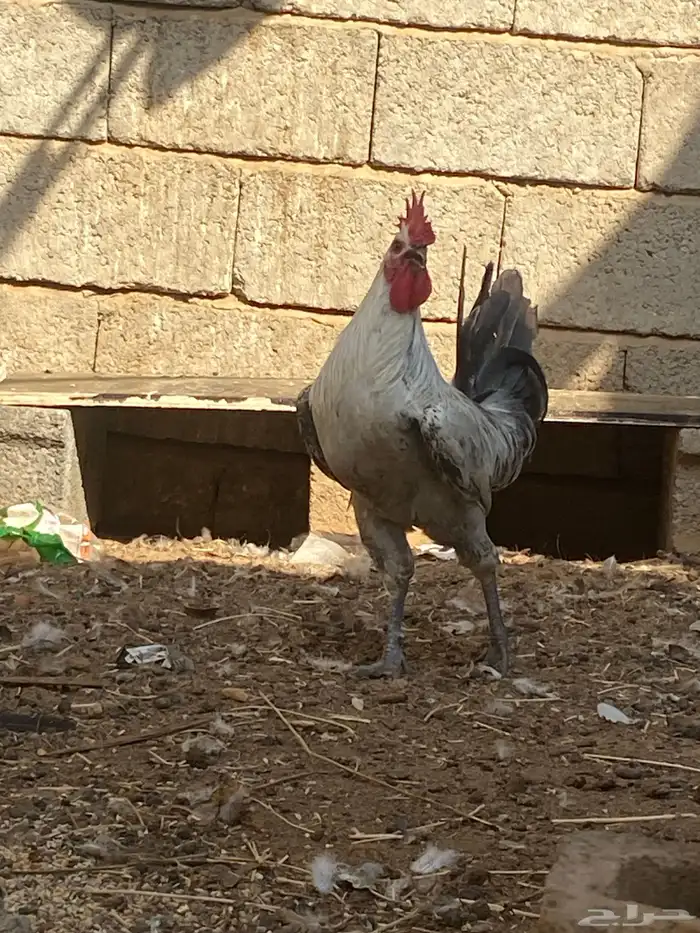 ماشاءالله ديك بلدي 2