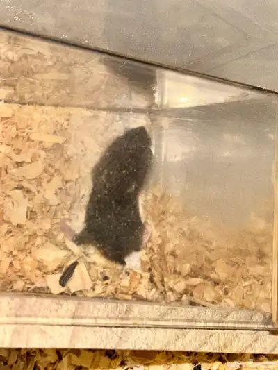 ونتر وايت دوارف هامستر winter white dwarf hamster index