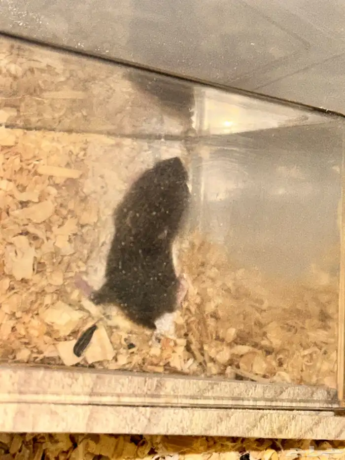 ونتر وايت دوارف هامستر winter white dwarf hamster 5