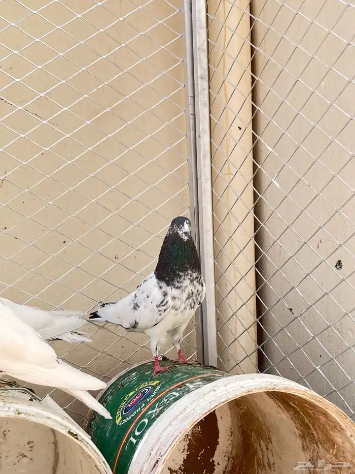 حمام باكستاني 3