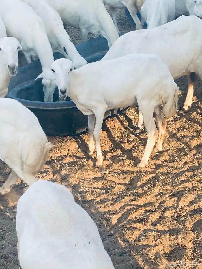 غنم رفد للبيع اشباب 0